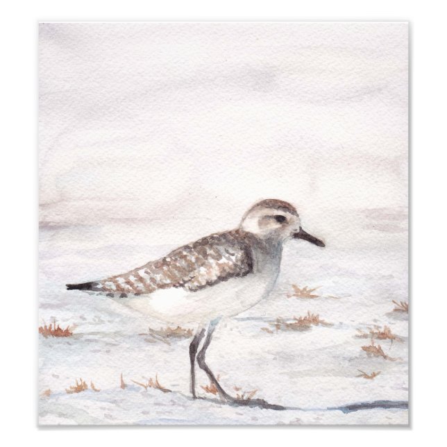 Photographie de reproduction d'oiseaux de rivage (Devant)