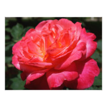 Photographie de rose Gros Rose Rose Florale
