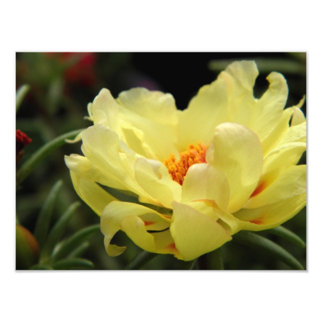 Photographie de rose jaune (Devant)