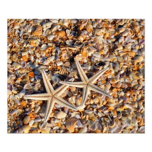 Photographie de Starfish and Seashells (Devant)