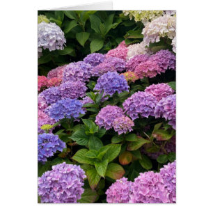 Photographie d'hortensia