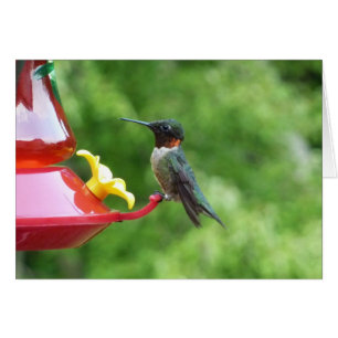 Photographie d'oiseau Colibri à gorge rubis