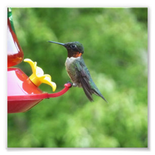 Photographie d'oiseau de colibri à gorge rubis