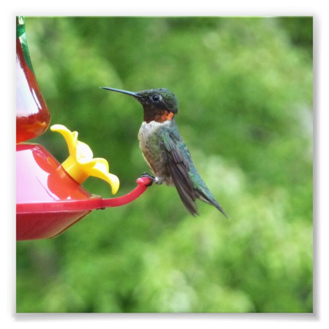 Photographie d'oiseau de colibri à gorge rubis (Devant)