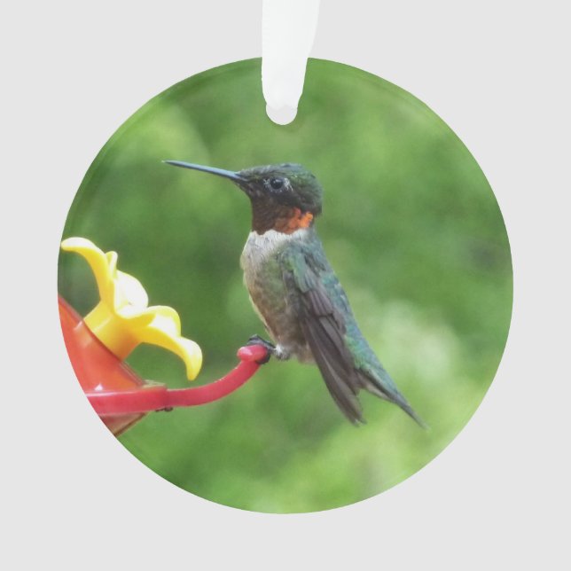Photographie d'oiseau de colibri à gorge rubis (devant)
