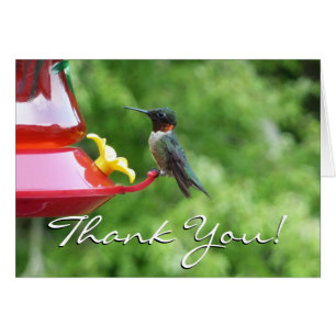 Photographie d'oiseau de colibri à gorge rubis