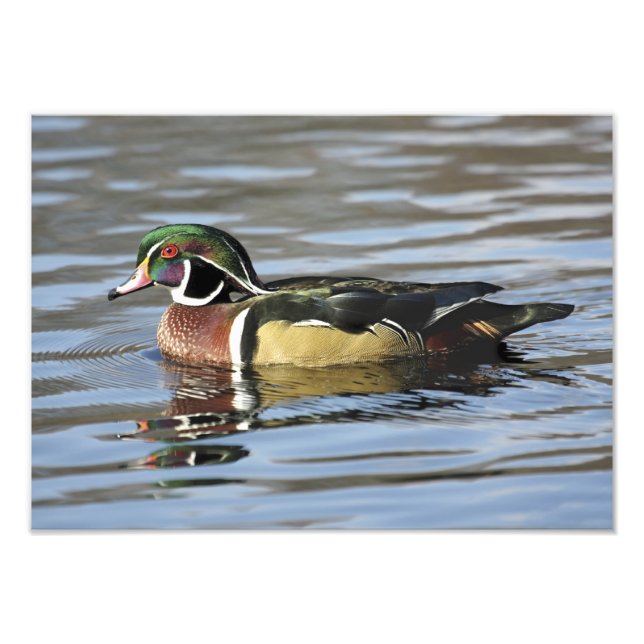 Photographie du canard à bois (Devant)