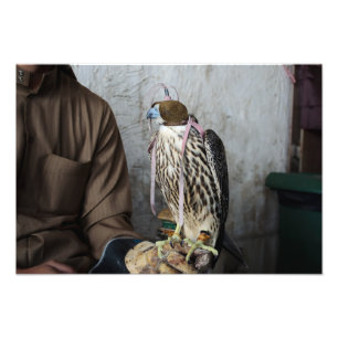 Photographie du faucon Falcone