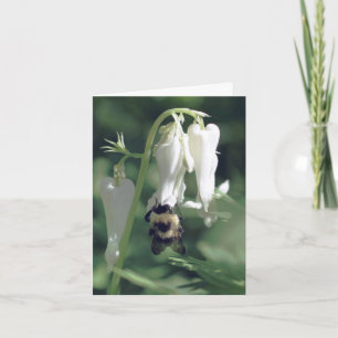 Photographie d'une abeille sur une fleur d'aquileg