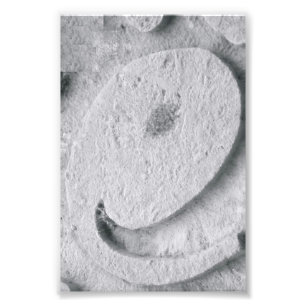 Photographie E4 4x6 noir et blanc de lettre