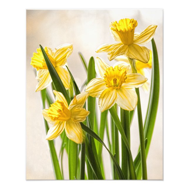 Photographie florale : Daffodiles de printemps jau (Devant)