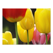 Photographie florale imprime Tulip Fleurs Nature