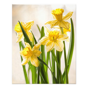 Photographie florale :  Jonquilles jaunes de