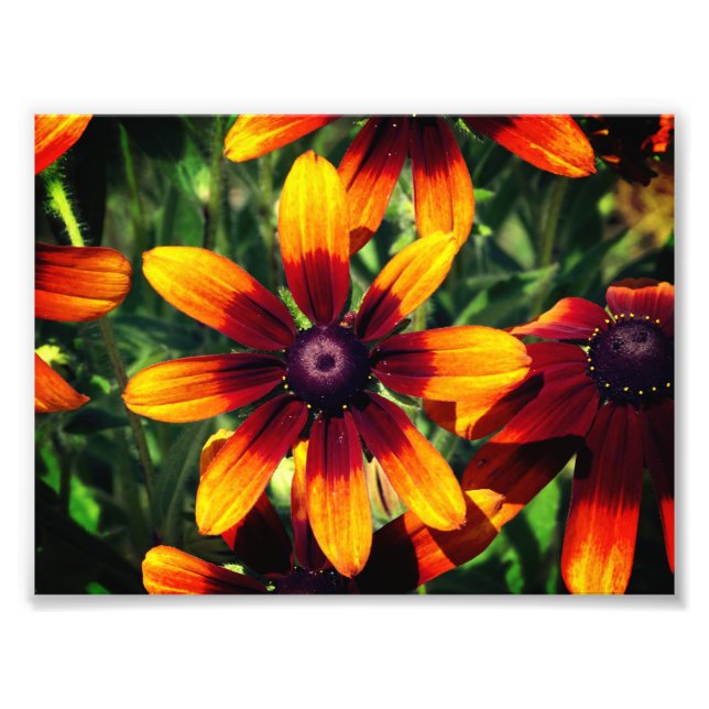 Photographie florale Kodak Professional (Devant)