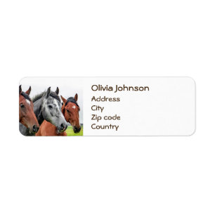 Photographie merveilleuse d'étalon de chevaux