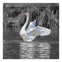 Photographie noir et blanc cygne