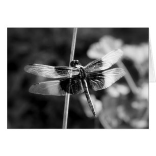 Photographie noire et blanche de libellule