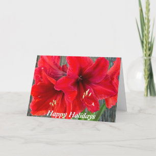 Photographie rouge d'amaryllis sur la carte de