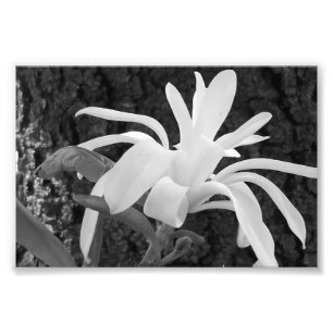 Photographie Star Magnolia