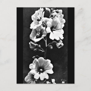 Photographie Vintage carte postale-Charles Aubry 2