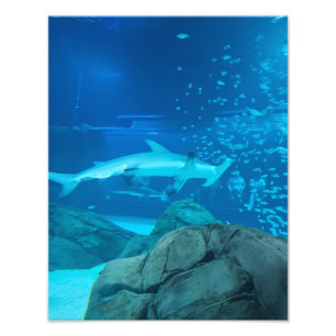 Photographie #Y044 sur une affiche de TAILLE MOYEN
