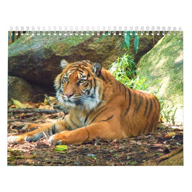 Photographies de tigres Calendrier 12 mois (Protection)