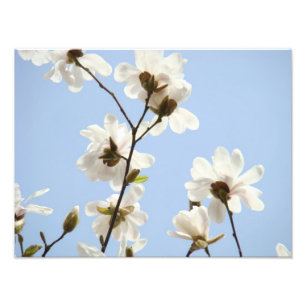 Photography Floral art prints Magnolia Flowers