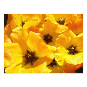 Photography Tulip Flowers art prints Framed Floral