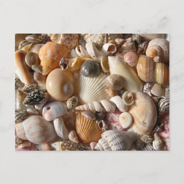 Photos de Coquillages Photographie Carte postale (Devant)