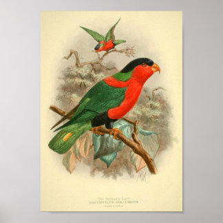 photos d'oiseaux cadeaux affiches poster vintage