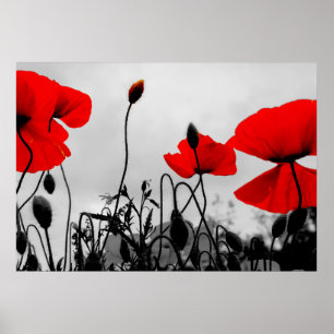 Photos rouges dans le champ Poster Imprimer