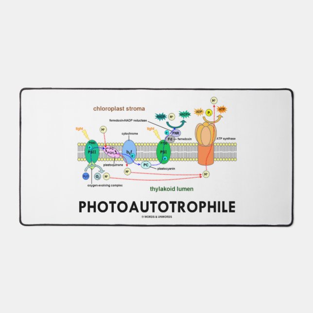 Photosynthèse autotrophile (Recto)