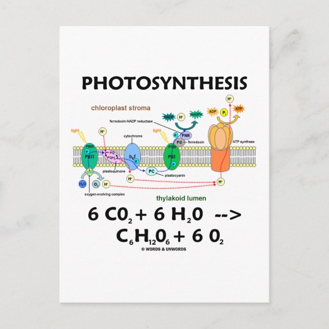Photosynthesis (Chemical) Formula Postcard (Front)