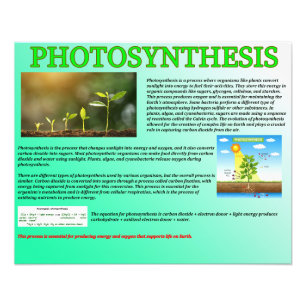 Photosynthesis Photo Print