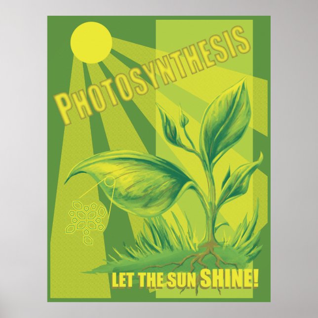 Photosynthesis Poster (Front)