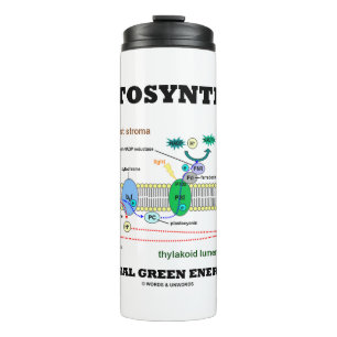 Photosynthesis The Original Green Energy Source Thermal Tumbler