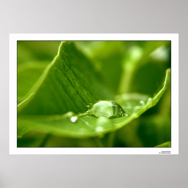photosynthesize poster (Front)