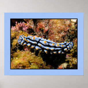 Phyllidia varicosa poster