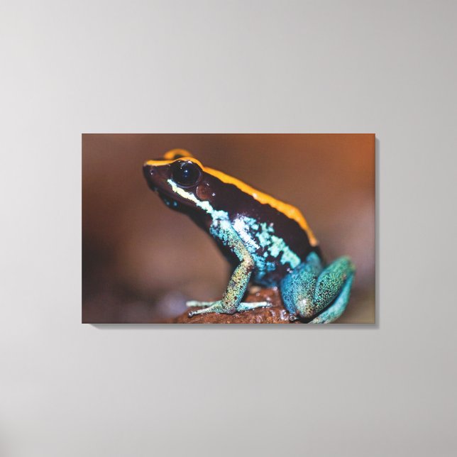Phyllobates vittatus, a poison arrow frog canvas print (Front)