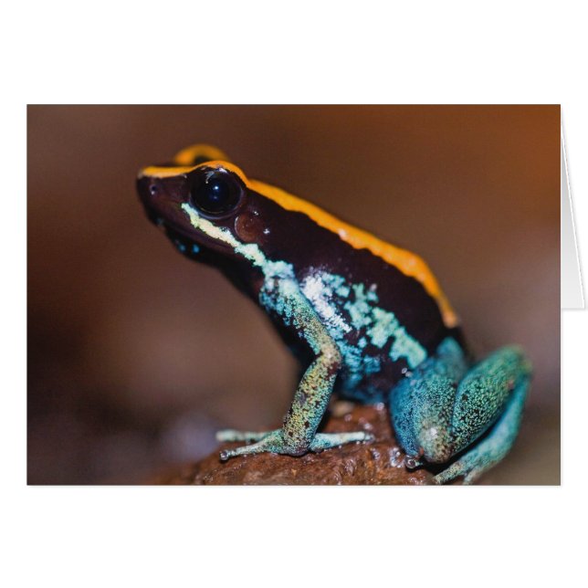 Phyllobates vittatus, une grenouille à flèches poi (Devant horizontal)