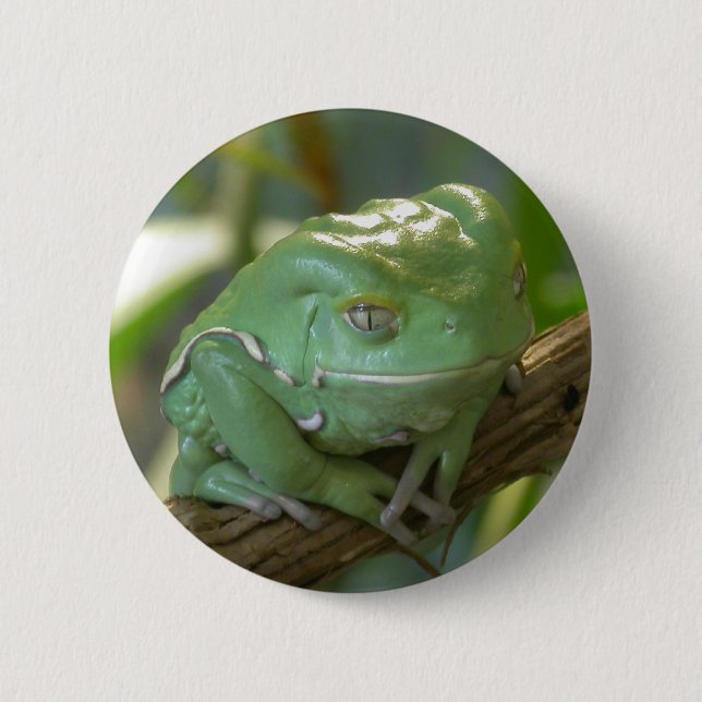 Phyllomedusa sauvagii 2 inch round button (Front)