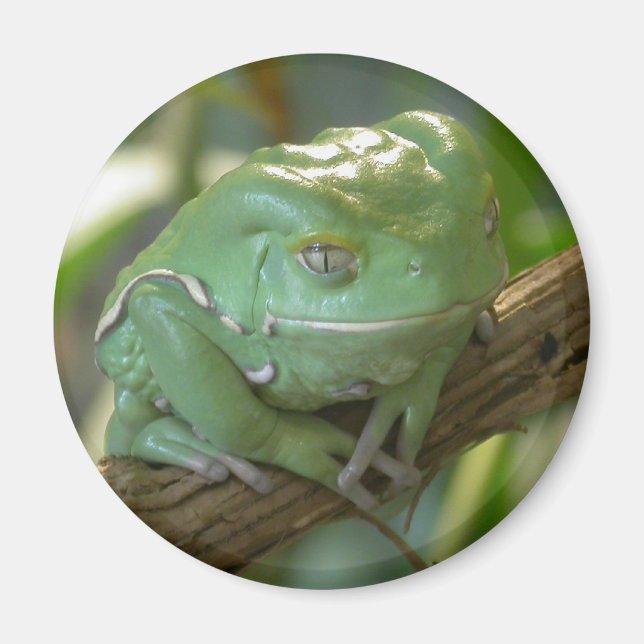 Phyllomedusa sauvagii magnet (Front)