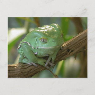 Phyllomedusa sauvagii postcard