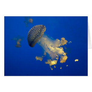 Phyllorhiza punctata