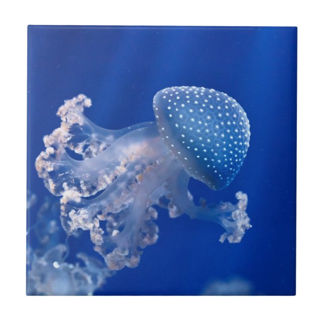 Phyllorhiza Punctata Tile (Front)