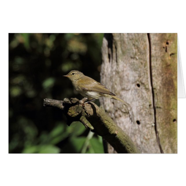 Phylloscopus collybita (Front Horizontal)