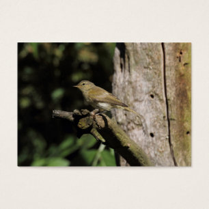 Phylloscopus collybita