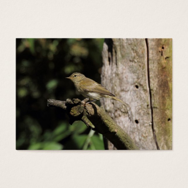 Phylloscopus collybita (Front)