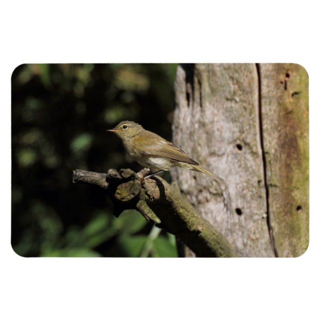 Phylloscopus collybita magnet (Horizontal)