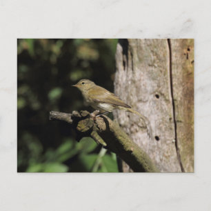 Phylloscopus collybita postcard